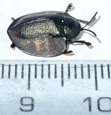 Chrysomelidae S-1099 comprar usado  Enviando para Brazil