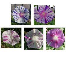Trichterwinde prunkwinde blume gebraucht kaufen  Eilenburg