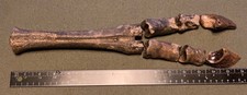 bison fossil for sale  Kansas City