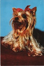 Cpa yorkshire dog d'occasion  Expédié en France