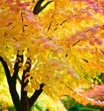 Cercidiphyllum japonicum tree for sale  Oakland Gardens