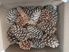 Lot florida pine for sale  Jacksonville