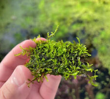 Weeping moss aquarium for sale  GRANTHAM