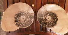 Massive goniatite ammonite for sale  FOLKESTONE