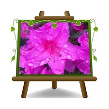 Azalea japonica fuxia usato  Bettona