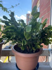 Christmas cactus red for sale  Corona