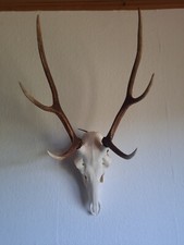 Hirschgeweih trophäe natur gebraucht kaufen  Frankenberg