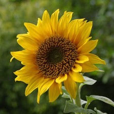 olio girasole usato  Trappeto
