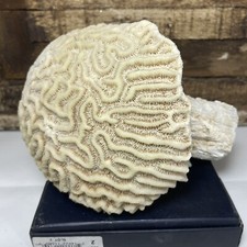 Brain coral natural for sale  Augusta