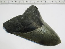 Md156 megalodon todus gebraucht kaufen  Langenselbold