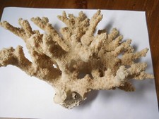 Corail marron blanc d'occasion  Salon-de-Provence