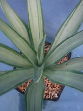 Agave desmettiana quicksilver for sale  Tucson