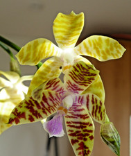 Phalaenopsis mariae hieroglyph gebraucht kaufen  Haigerloch