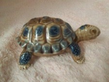 Wade daddy tortoise for sale  LLANYMYNECH