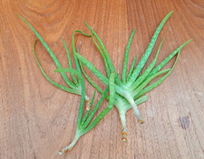 Aloe vera plant for sale  NORTHAMPTON