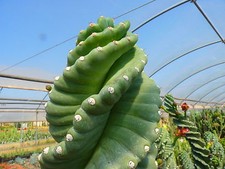 Cereus peruvianus spiralis usato  Napoli