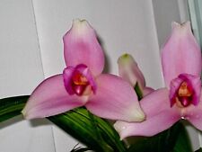 Lycaste liberty skinneri usato  Spedire a Italy