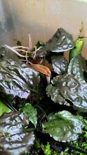 Cryptocoryne zukalii d'occasion  Calais