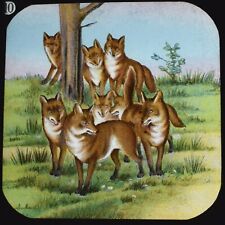 Magic lantern slide for sale  HAYLE
