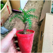 Araucaria heterophylla franco for sale  Shipping to Ireland