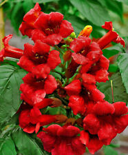 Dark red hummingbird for sale  Whitleyville