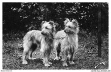 Ashp9 0536 chien d'occasion  France