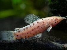 Albino hoplo catfish for sale  BIRMINGHAM