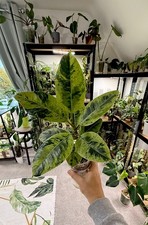 Ficus shivereana moonshine for sale  COLCHESTER