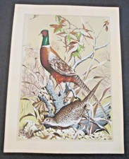 Vtg bunnell pheasant for sale  Lynden