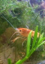 Live dreamsicle freshwater for sale  Chattanooga