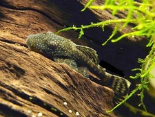 Common chocolate bristlenose for sale  Port Chester
