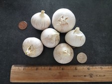 elephant garlic for sale elephant garlic for sale Leonard