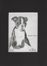 Boston terrier puppy for sale  Tampa