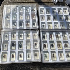 Collectors bugs insects for sale  GLOUCESTER