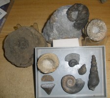Fossilien sammlung devon gebraucht kaufen  Wuppertal