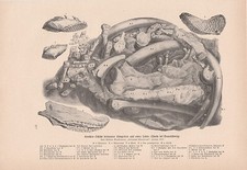 Ritrovamenti Di Ossa Preistoriche Caverna Thiede Salzgitter STAMPA Del 1903 comprar usado  Enviando para Brazil