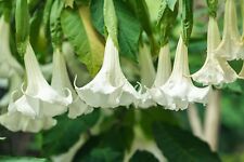 Graines trompettes anges d'occasion Graines trompettes anges d'occasion  Clermont-Ferrand-