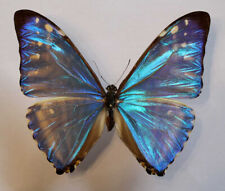 Morpho zephyritis farfalla usato  Spedire a Italy