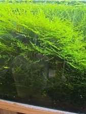 Aquariummoos name aquariumpfla gebraucht kaufen  Salzweg