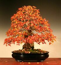 Carpinus turczaninowii carpino usato  Torino