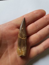 Grosse dent plésiosaure d'occasion  France