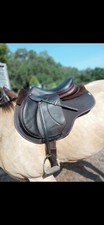 17.5 voltaire palm for sale  Lakeland