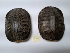 Red eared slider for sale  Ozark