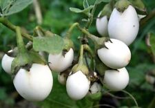White egg plant for sale  Bourg