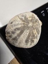 Versteinerter seeigel steinker gebraucht kaufen  Elmenhorst