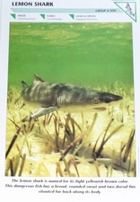 Shark picture pamphlet for sale  Lone Wolf