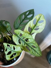 Monstera adansonii albo for sale  Johnstown