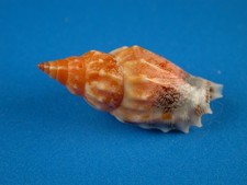 Strombus dentatus great for sale  Kapolei
