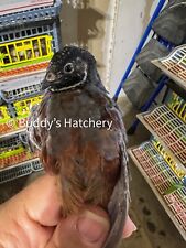 Button quail fertile for sale  Mesquite