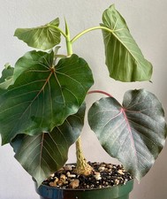 Rock fig ficus for sale  Miami